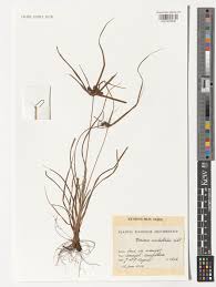 Image result for Cyperus sp. (ex Mariscus sp.no.1)