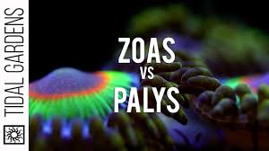 Zoanthid And Palythoa Identification And Taxonomy