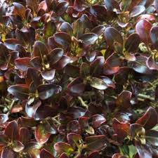 Image result for Coptosperma rhodesiacum