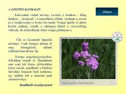 Számos bemutatóhely környezete szépül meg, emellett új kiállítások, tanösvények várják az. Nemzeti Parkjaink Cmerllatok S Nvnyek Aggteleki Nemzeti Park