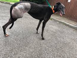 People in the park 4. Greyhound Racing The Forgotten Ones Forever Hounds Trust