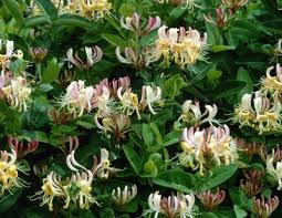 These plants are chosen for their highly fragrant qualities. Types Of Honeysuckle