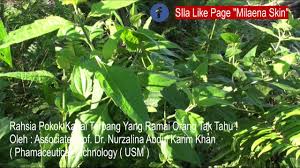 Pokok kapalterbang adalah sejenis rumpai yang biasa dijumpai tumbuh dikawasan terbuka.tumbuhan ini berbatang lembut dengan bahagian dalam batangnya mengandungi span berwarna putih. Pokok Kapal Terbang Chromolaena Odorata Youtube