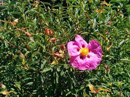See more of pink and yellow flower shop on facebook. Help Identifying This Australian Bush With Pink Yellow Flowers Gardening Landscaping Stack Exchange