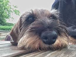 Pin On Dachshund