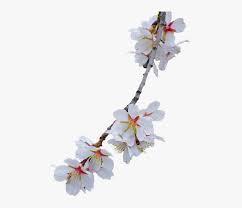 Check spelling or type a new query. Cherry Blossom White Flower Branch Transparent Hd Png Download Transparent Png Image Pngitem