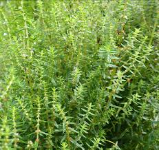 Image result for Platostoma dilungense