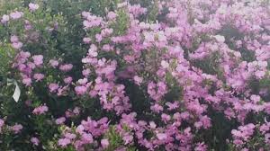 Image result for Podalyria