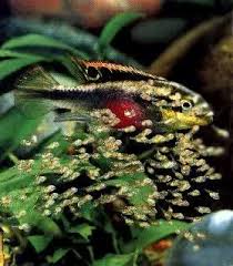Pin On Spawning Tropical Fish