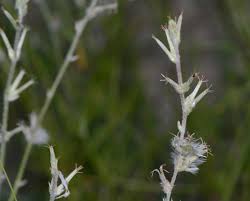 Image result for Sericorema sericea