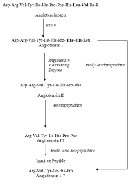 Simplified Chart Flow Of The Renin Angiotensin Pathway