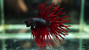 Certainly, not to be described as a friendly watch how it behaves around other fish. Rare Live Betta Fish Male King Crowntail Red Devil 1866 Youtube