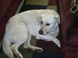 About press copyright contact us creators advertise developers terms privacy policy & safety how youtube works test new features press copyright contact us creators. White Shepherd Yellow Lab Mix Online Shopping