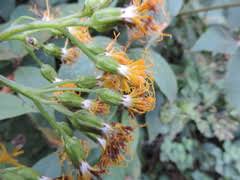 Image result for Gynura scandens