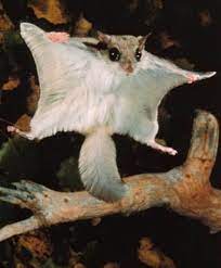 Poetry Friday The Flying Squirrel Animals Beautiful Flying Squirrel Pet Flying Squirrel