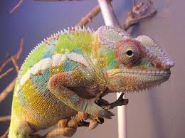 18 Amazing Pictures Of Beautiful Chameleons Chameleon Pet Chameleon Types Of Chameleons