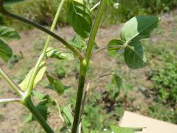 Image result for Cleome aculeata