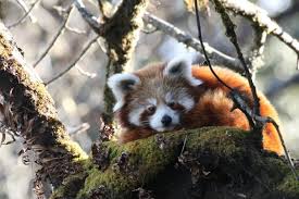 Red panda has retractable claws (they can be hidden inside the paw). Fake Market Red Panda Study Finds No Real Demand Behind Rise In Poaching