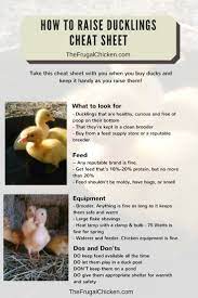 How To Raise Ducks With Pictures Wikihow How To Raise Ducks Once You Decide To Raise Ducks You Need To Be Dedica Duck Breeds Chickens Backyard Backyard Ducks