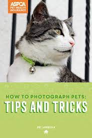 How To Photograph Pets Tips And Tricks Aspca Pet Health Insurance Pet Health Pets Pet Photography Tips