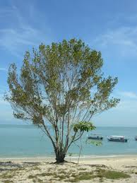 47 senarai terbaik dan best jalan jalan waktu malam atau siang tempat menarik di penang untuk kanak kanak dan keluarga bila bercuti di pulau pinang. Pantai Kerachut Di Pulau Pinang Tempat Menarik Yang Sangat Power Untuk Di Lawati Tempat Menarik