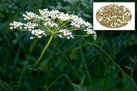 Image result for Pimpinella