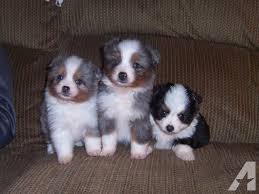 Commonly known as the aussie, the australian shepherd dog is a type of herding dog. Miniature Australian Shepherd Puppies For Sale In Lakeville Indiana Classified Americanlisted Com