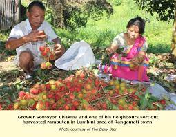 Rambutan trees are strictly a tropical fruit tree and although they will grown a range of conditions, proper care will ensure good fruit production. Bangladesh Rambutan Gaining Popularity In Rangamati Tfnet International Tropical Fruits Network