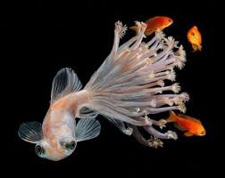 Jadi gambar tersebut tidak hanya sekedar menghibur tetapi juga memberikan motivasi dan sumber gambar : Lukisan Hyperrealistic Ikan Oleh Artis Lisa Ericson