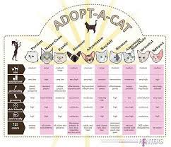How To Know Which Cat Is Right For You Cats Catbehavior Catadoption Cat Breeds Cat Behavior Types Of Cats