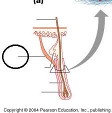 Maybe you would like to learn more about one of these? Hair Follicle Diagrams Flashcards Quizlet