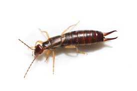 How to eliminate earwigs in the garden. How To Get Rid Of Earwigs 8 Effective Commercial Repellents Traps Pest Wiki