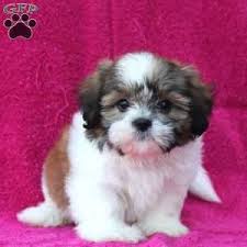 If you are looking for puppies for sale or a particular stud dog in your area you can. Shih Tzu Puppies For Sale Greenfield Puppies Shih Tzu Puppy Shih Tzu Dog Shitzu Puppies