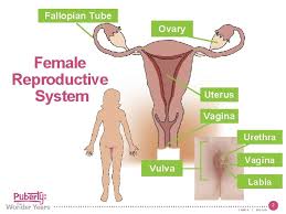 Of each human female body. Fallopian Tube Ovary Female Reproductive System Uterus Vagina