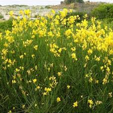 Image result for Aptosimum junceum