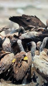 Image result for Melanospermum