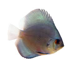 How is discus with other fish? Powder Blue Discus Petco