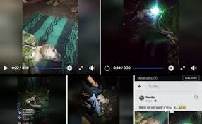 Bagi kamu pecinta anjing, yuk, simak penjelasannya! Heboh Pelajar Smp Menjelma Jadi Anjing Cerita Absurd Tapi Banyak Yang Percaya