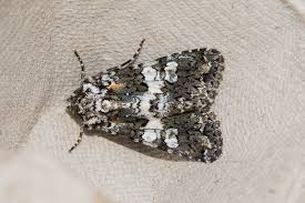 Image result for Hadena compta