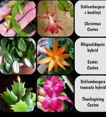 Pin By Sadie Basilio On A Zygocactus Christmas Cactus Plant Christmas Cactus Care Holiday Cactus