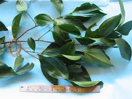 Image result for Memecylon