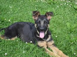 Baumwolle german shepherds is located in york, south carolina serving the carolina's and charlotte. Akc German Shepherd Harper For Sale In Jefferson Ohio Classified Americanlisted Com