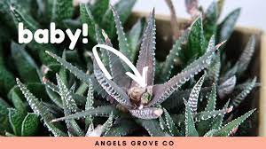 They have clusters of thick, pointed green leaves with bumpy white lines in stripes around each leaf. Succulent Propagation Haworthia Cutting Update Youtube