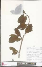 Image result for Begonia loranthoides