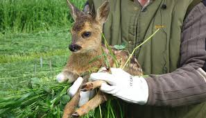 * * * reh 〈n. Deutsche Wildtier Stiftung Reh