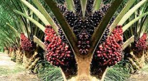 Buah kelapa sawit harus segera diangkut ke pabrik untuk segera diolah. Harga Tbs Kelapa Sawit Di Riau Merangkak Naik Pekanbaru Go Id