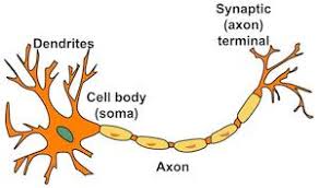As previously mentioned, the cell membrane serves as a barrier that can open to allow certain needed substances into the cell while keeping other substances outside of the cell. Cell Body Function Types What Is A Neuron Cell Body Video Lesson Transcript Study Com