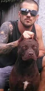 Pedigree Database: RED BRONCA OF PAUBAS PIT