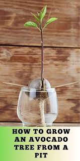 Quick And Easy Ways To Grow An Avocado Tree From A Pit Grow Avocado Growing An Avocado Tree Avocado Tree
