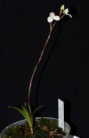 Image result for Disa cryptantha